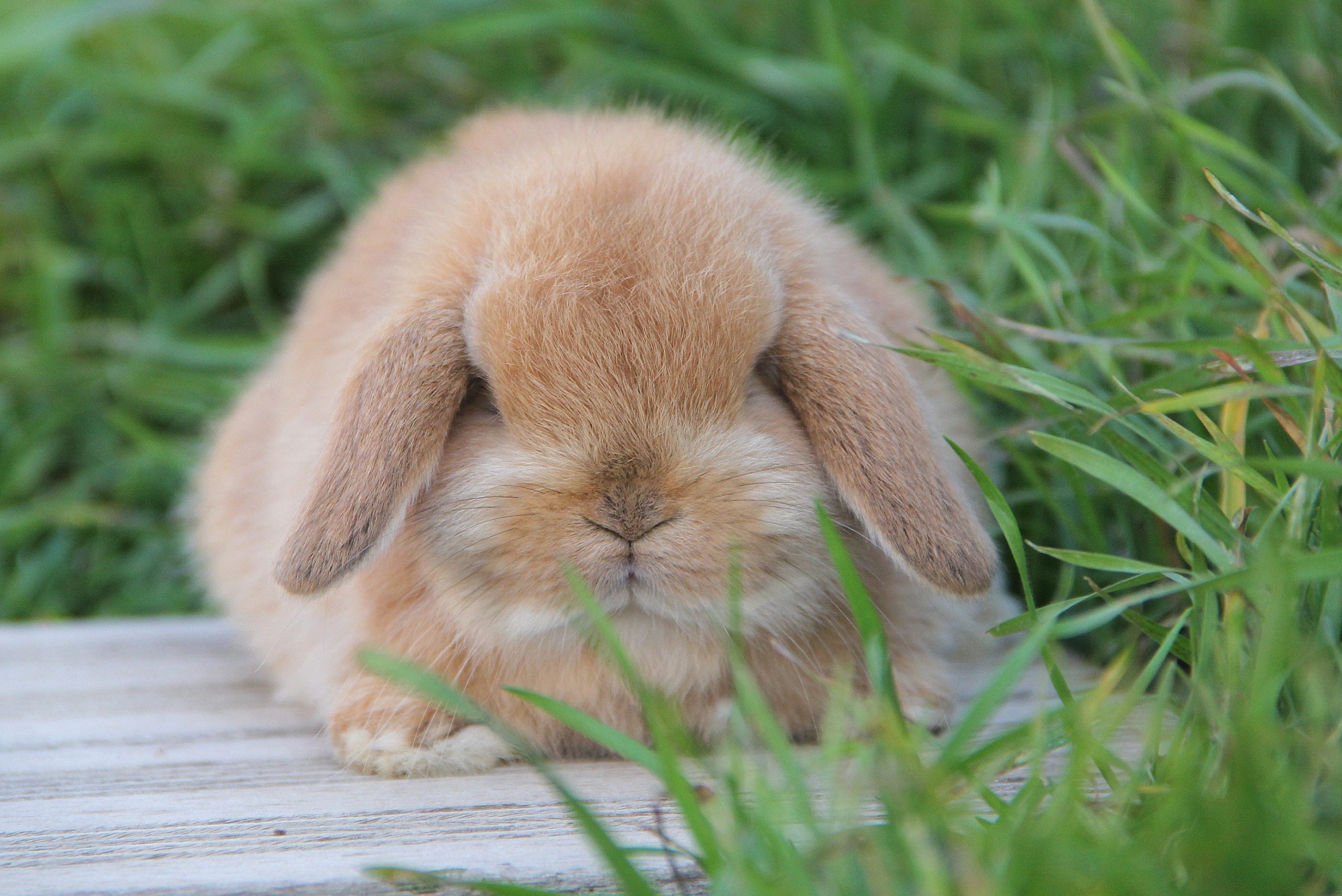 Mini Lop Canela