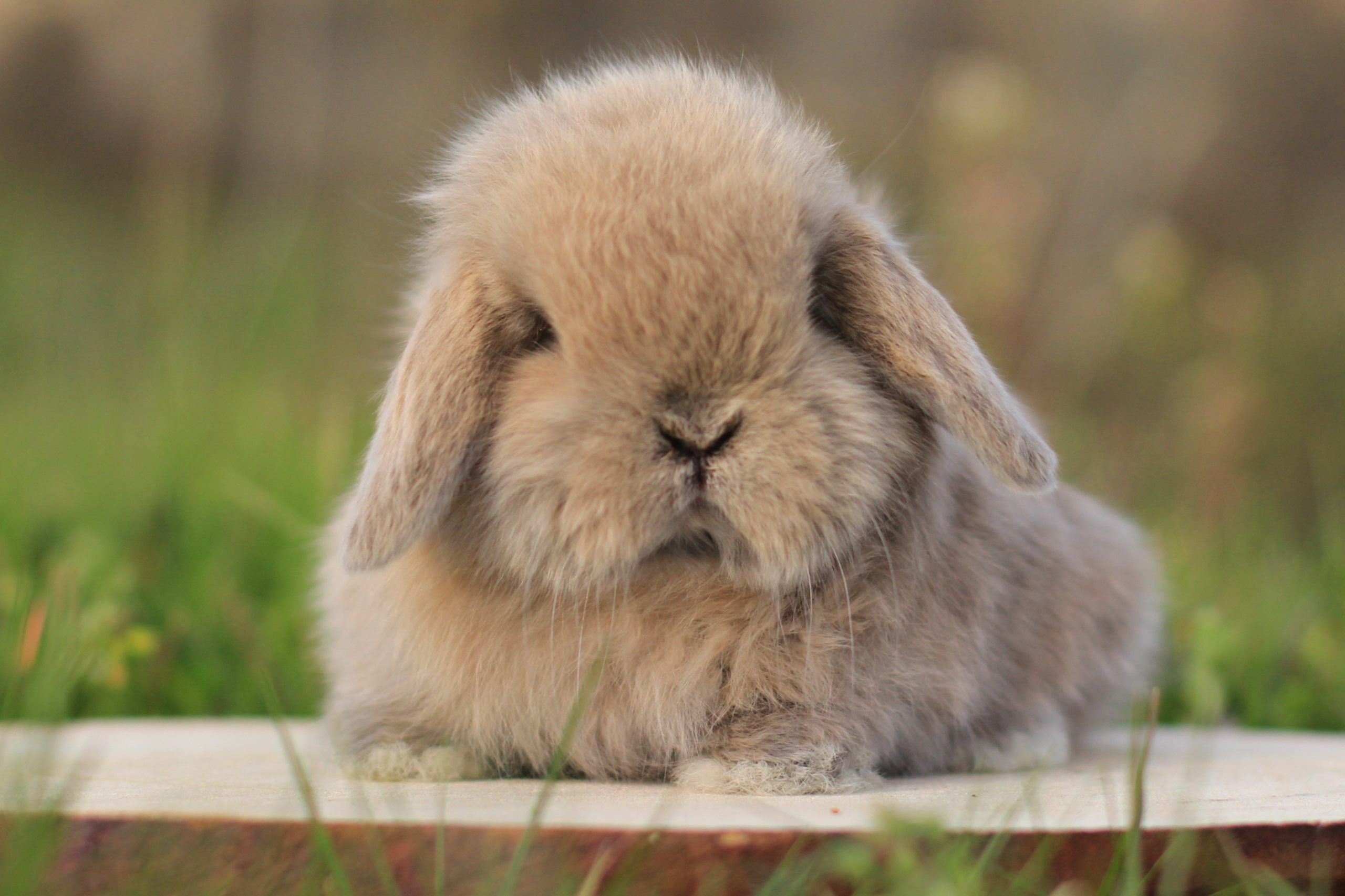 Mini Lop · galería 4
