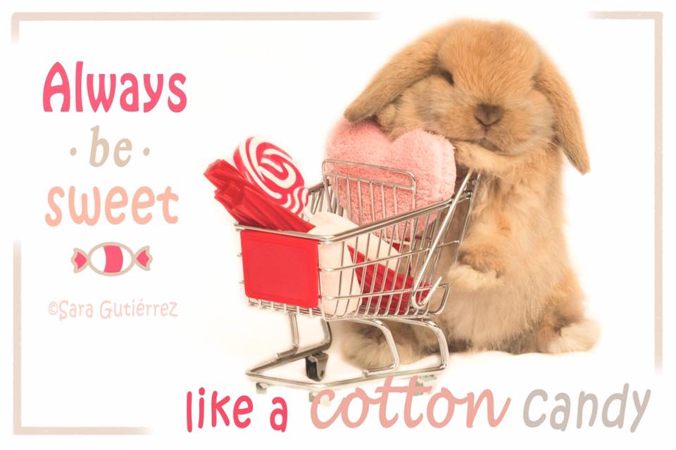 Mini Lop · galería 6