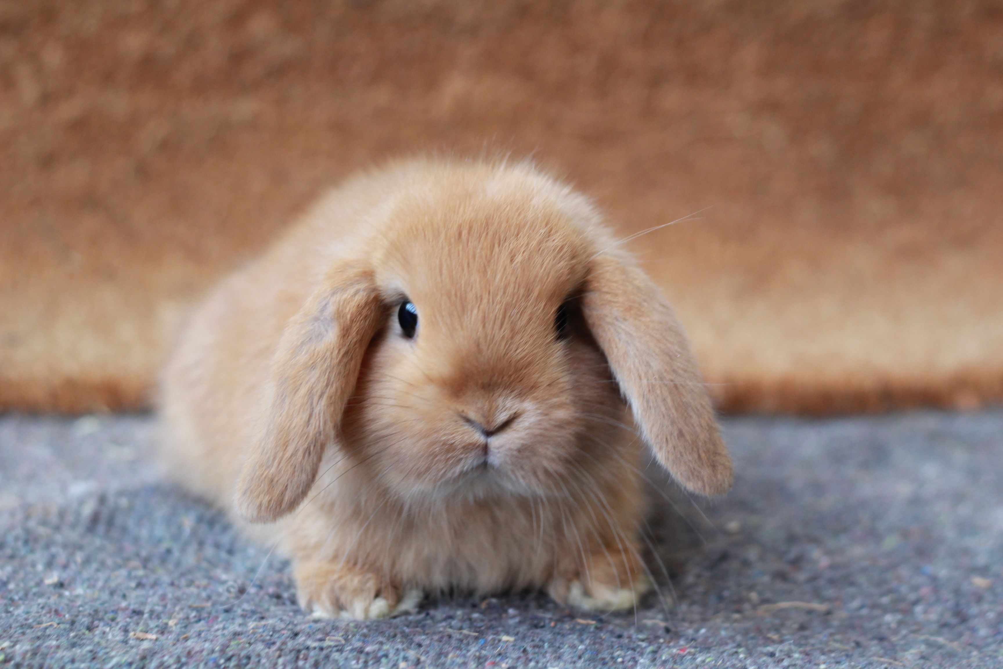 Mini Lop · galería 7