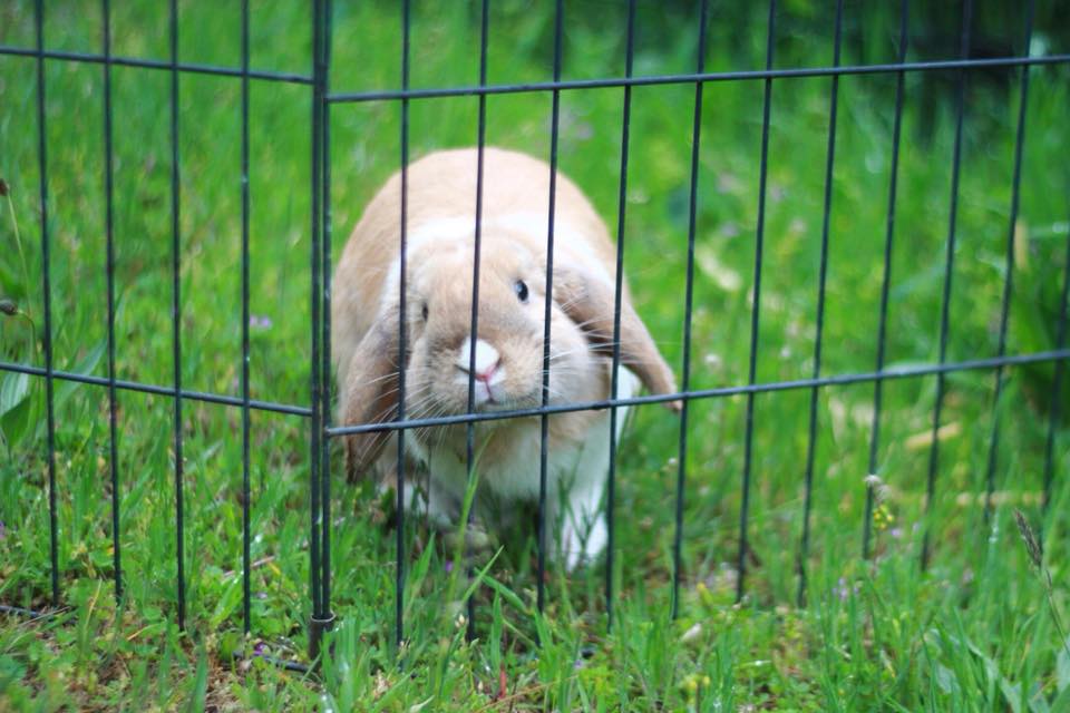 Mini lop en guardería
