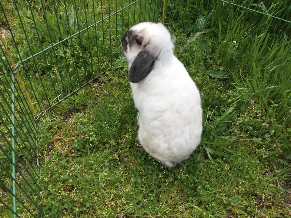 Mini Lop en el jardín
