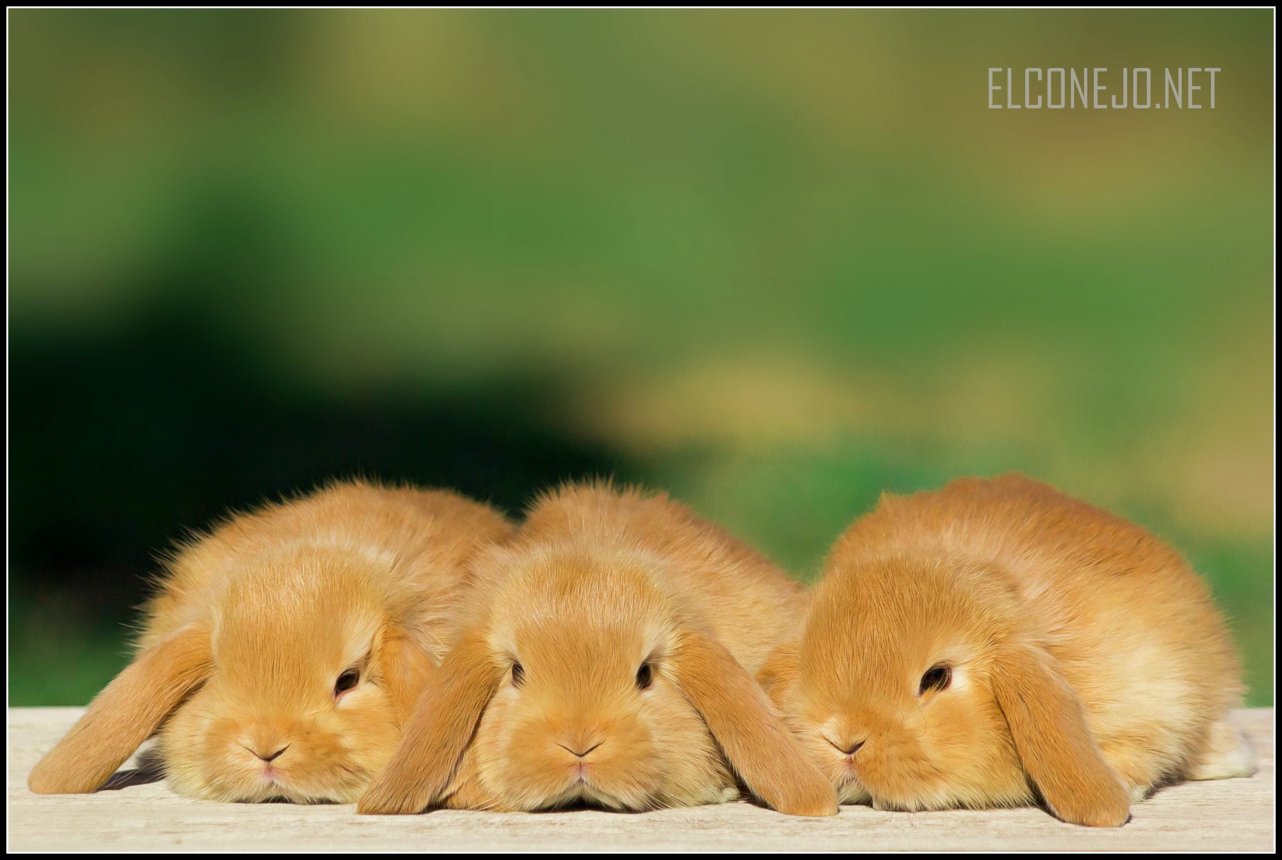 Mini Lop Naranja Intenso