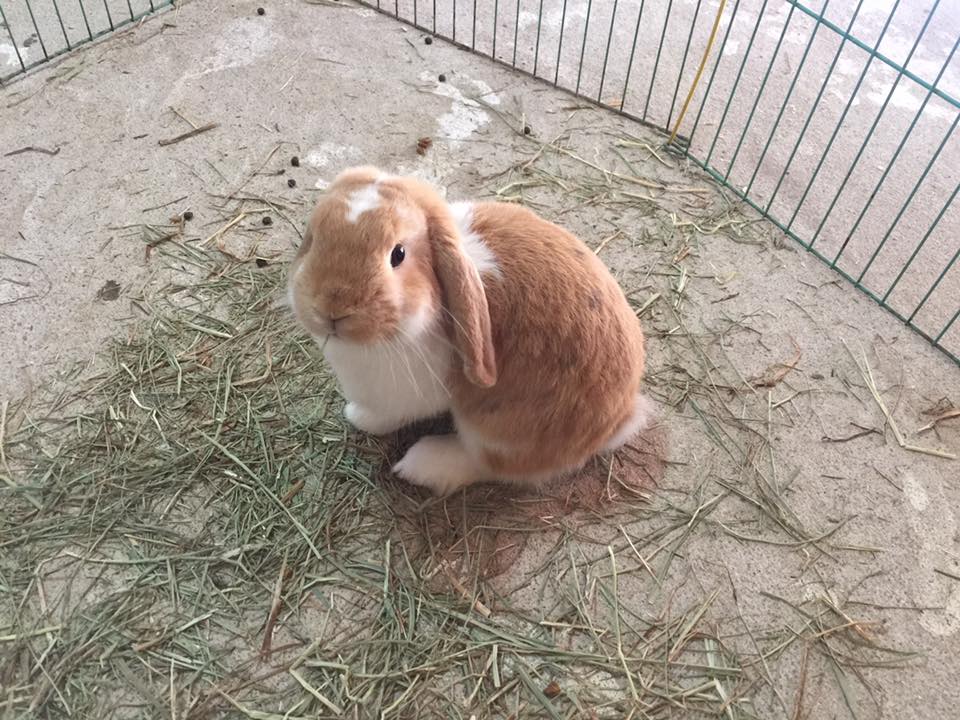 Mini lop en parque interior