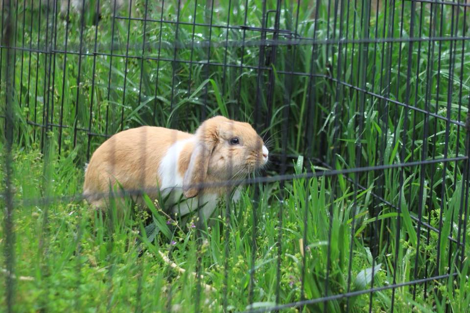 Mini lop en residencia