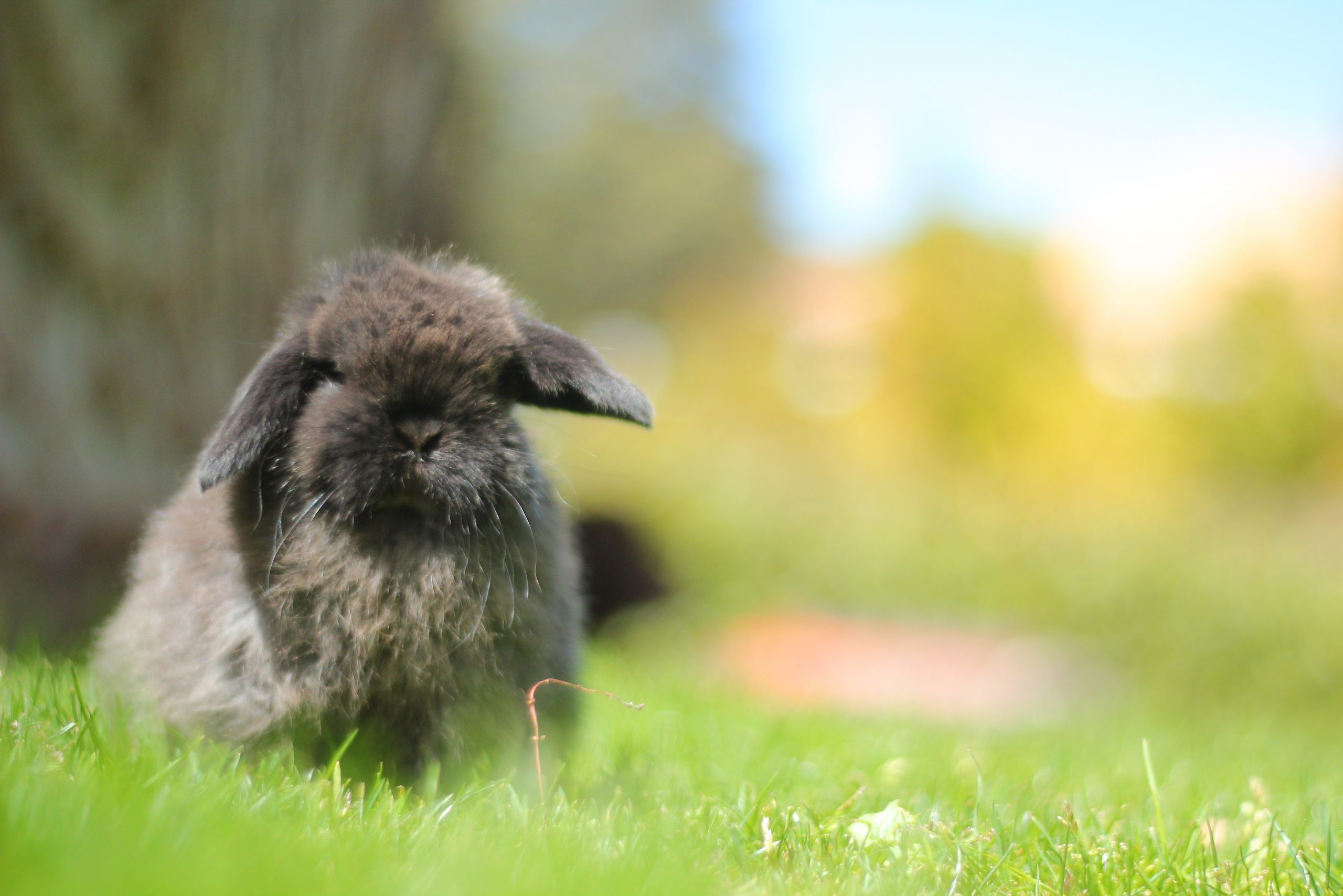 Mini Lop Seal Point