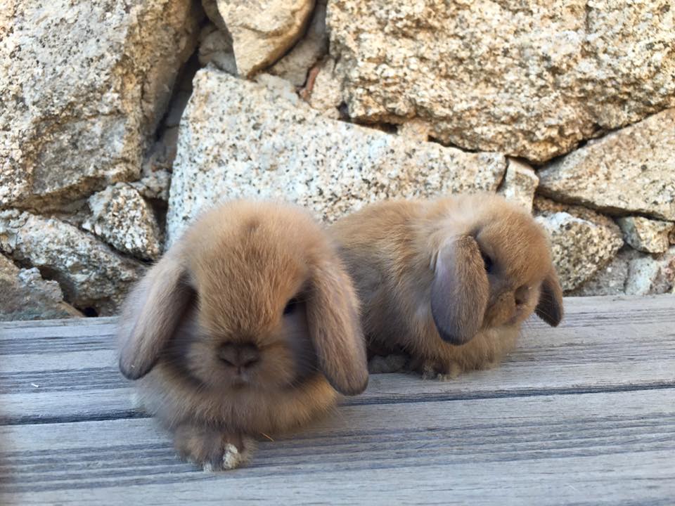 Mini Lop Sooty Fawn