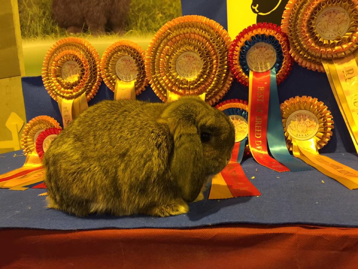 IV y V Exposición Nacional 2019 · Madrid (4)