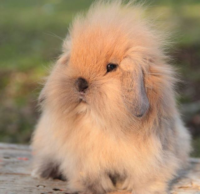 MINI LION LOP
